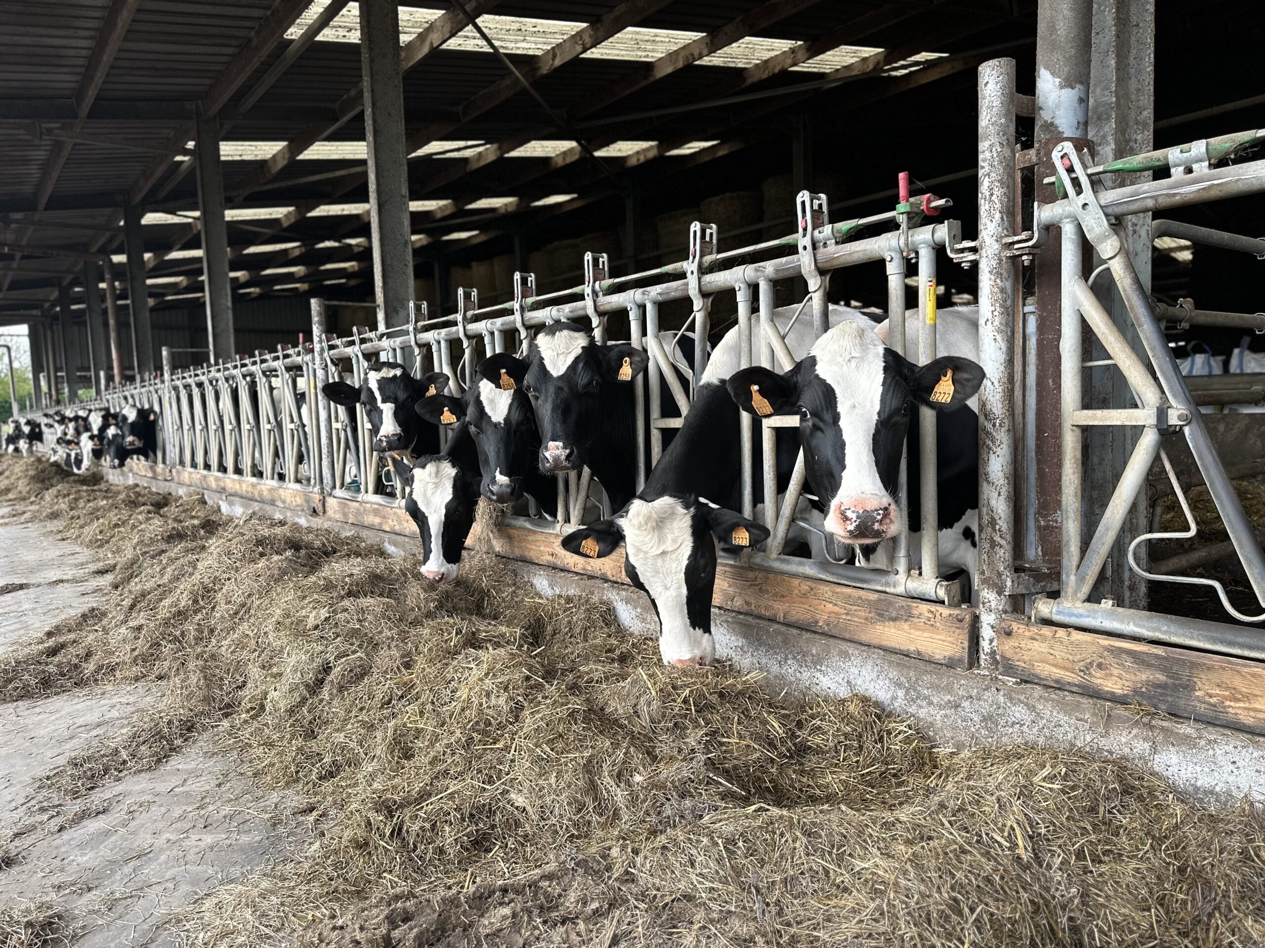 Vaches laitières élevées à la Ferme Pype à Montignies-sur-Roc